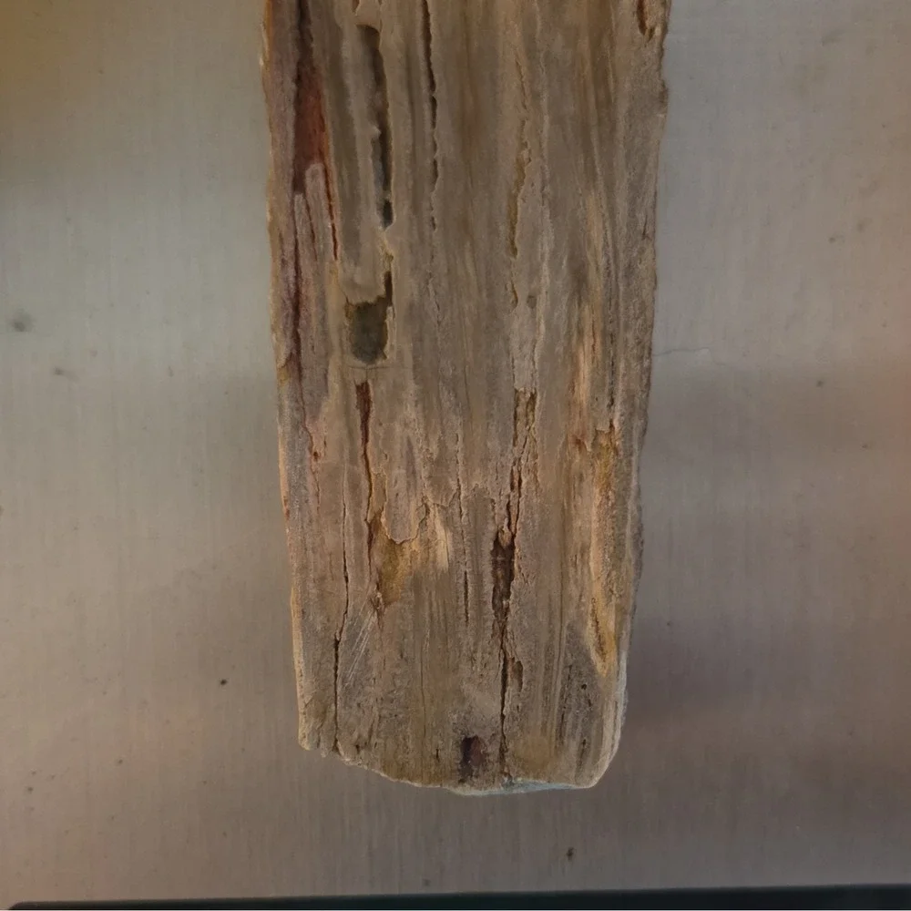 Petrified Wood Fossil Polished Specimen Approx 4 in 216g